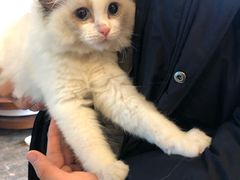 -宠爱国际动物医院·消化内科·心肾内科·ISFM猫友好(望京店)