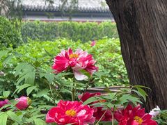 -北京市劳动人民文化宫(太庙)