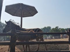 -大连森林动物园