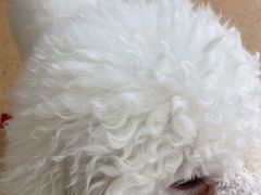-芭比堂宠物医院·全科爱猫医院·仁德分院