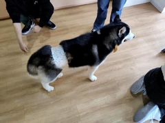 -Husky Go! 哈士奇体验馆·宠物咖啡厅狗咖