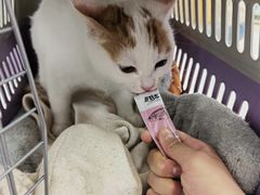 -北京观赏动物医院·24小时大型综合·猫专科·异宠专科