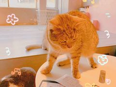 -猫儿山۰猫主题餐厅