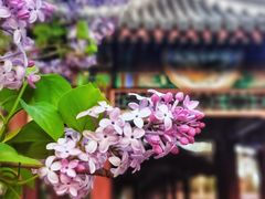 -颐和园
