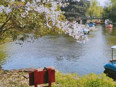 -上海共青森林公园