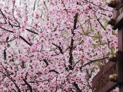 -桃花堤公园