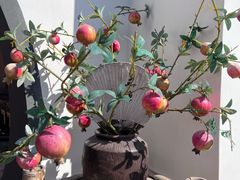 -厝味火锅·潮汕卤水火锅(十一合店)
