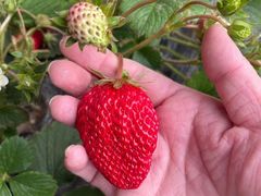 -田趣农庄草莓采摘园