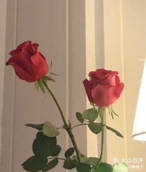 -皇家月府月子中心(沈阳店)