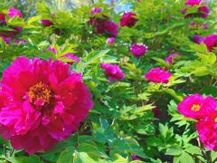 -石家庄市植物园