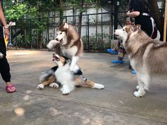 -TrueLove @ Neverland (Husky Cafe)