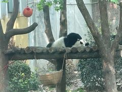 -成都动物园