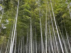 -上海佘山国家森林公园天马山园