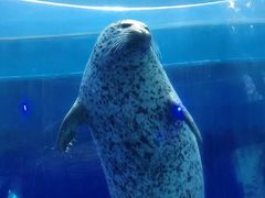 -海合安武汉极地海洋公园
