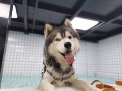 -柚子宠物(伊珊娜调理店)