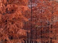 -梁鸿国家湿地公园