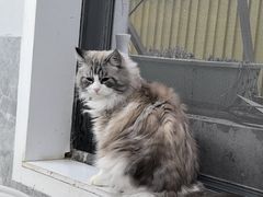 -喵的天空名猫咖啡馆·撸猫·猫舍·用品