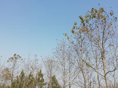 -中华赏石园