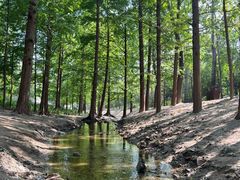 -白水寺森林公园