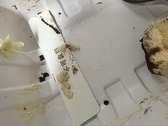 -楊記桃酥王(下马坊店)