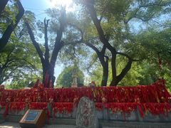 -大槐树寻根祭祖园