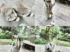 -云南野生动物园