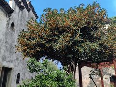 -东梓关景区村庄