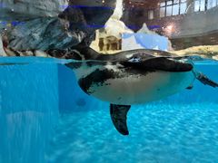 -帝企鹅自助餐厅•儿童岛•真企鹅(长隆企鹅酒店)