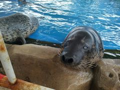 -芜湖新华联大白鲸海洋公园