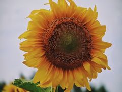 -长春公园(普阳街道)