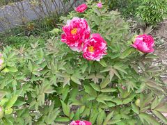 -昆山城市生态森林公园