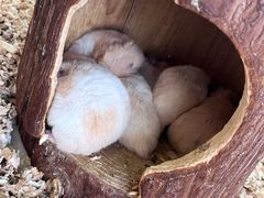 -怪兽屋·羊驼·猫咖·狗咖(俊华广场店)