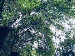 -川西竹海景区