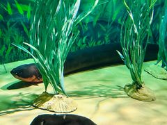 -上海海洋水族馆