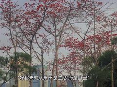 -莲花山公园