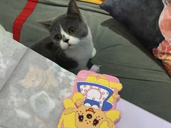 -喵的天空名猫咖啡馆·撸猫·猫舍·用品