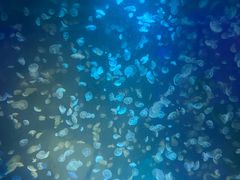 -江和美海洋公园