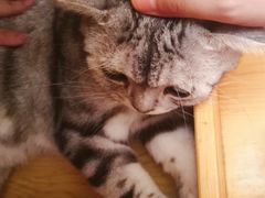 -猫友咖啡店(玉林西路店)