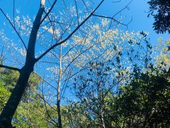 -梧桐山风景名胜区