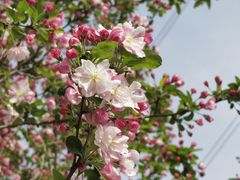 -永定河休闲森林公园