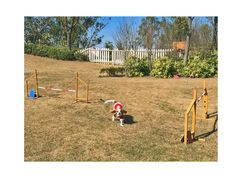 宠物乐园-上海崇明金茂凯悦酒店