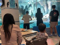 -帝企鹅自助餐厅•儿童岛•真企鹅(长隆企鹅酒店)