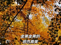-三里屯东五街银杏大道