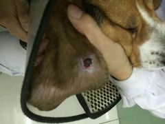 -中农大我爱我爱24h动物医院·中医针灸·猫专科·骨科医疗中心(双井店)