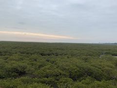 -北海金海湾红树林生态旅游区