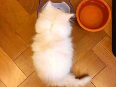 -佩兹宠物医院肿瘤专科·眼科·牙科(黄浦店)