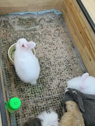 -神奇动物撸宠馆·羊驼·小浣熊·异宠(豫园店)