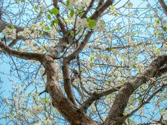 -盘龙城国家考古遗址公园