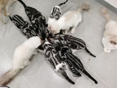 -有喵·猫咖·狗咖·30几只猫10只小狗(岗厦店)