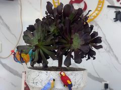 -丽泽山庄·生态怀柔菜·虹鳟鱼(红螺寺店)